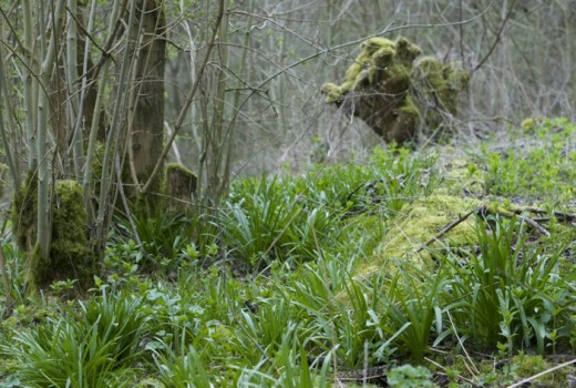 Bunny Wood Nature Walk - 5